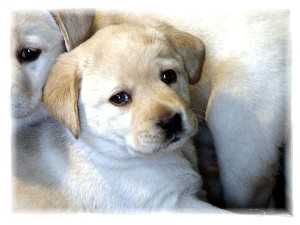 Luna pup